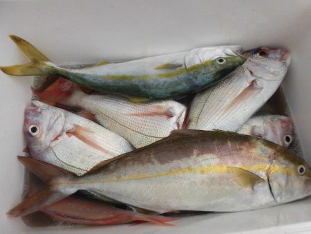 大進丸(愛知) 釣果