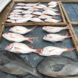 大進丸(愛知) 釣果