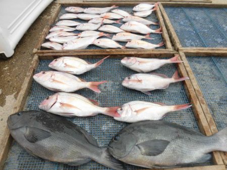 大進丸(愛知) 釣果