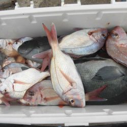 大進丸(愛知) 釣果