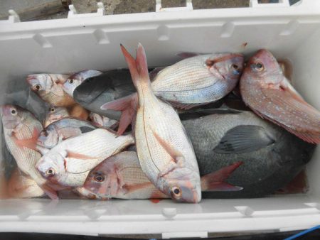 大進丸(愛知) 釣果