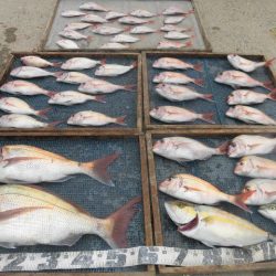 大進丸(愛知) 釣果