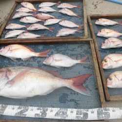 大進丸（愛知） 釣果