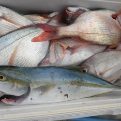 大進丸（愛知） 釣果