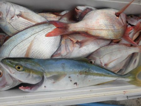 大進丸（愛知） 釣果