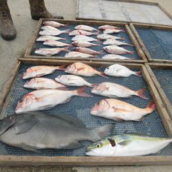 大進丸(愛知) 釣果