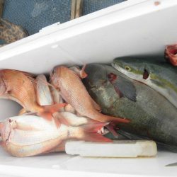 大進丸(愛知) 釣果