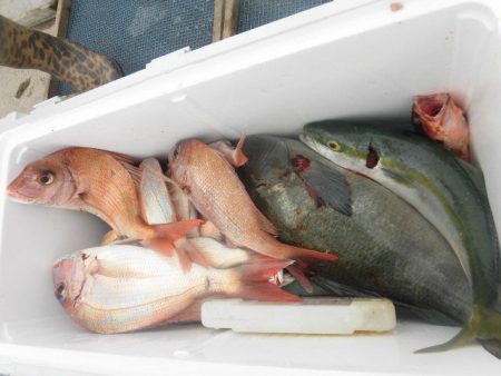 大進丸(愛知) 釣果