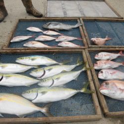 大進丸(愛知) 釣果