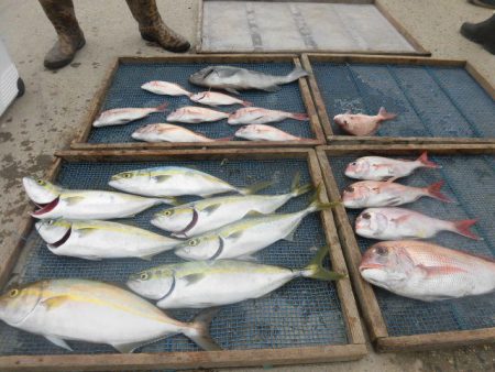 大進丸(愛知) 釣果