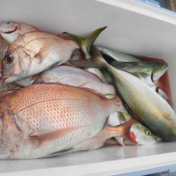 大進丸(愛知) 釣果