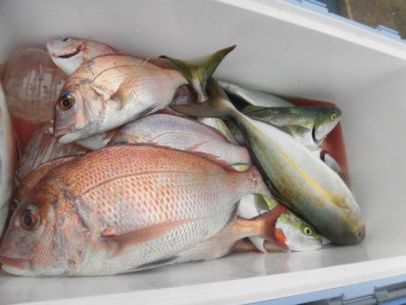 大進丸(愛知) 釣果