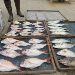 大進丸(愛知) 釣果