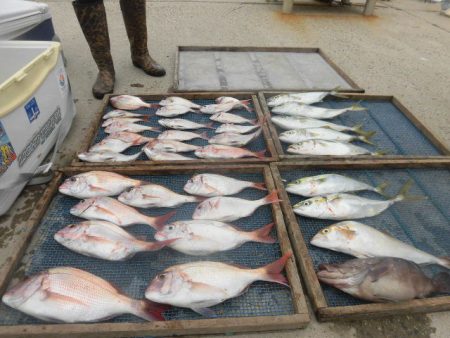 大進丸(愛知) 釣果