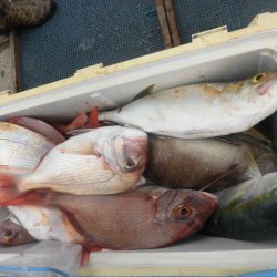 大進丸(愛知) 釣果