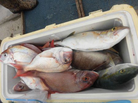 大進丸（愛知） 釣果