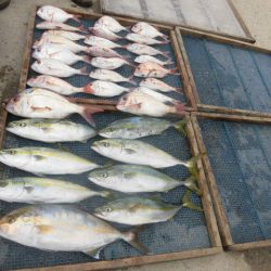 大進丸(愛知) 釣果