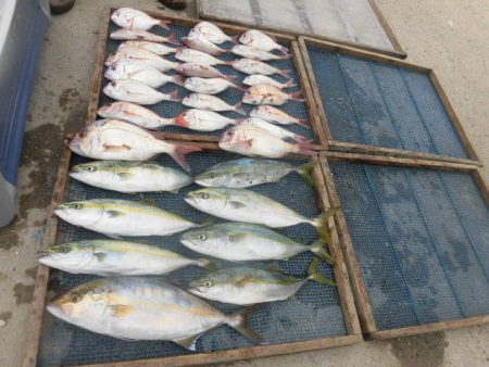 大進丸(愛知) 釣果