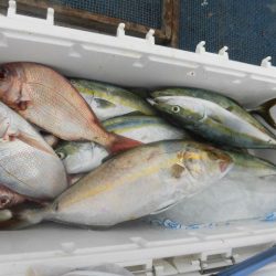 大進丸(愛知) 釣果