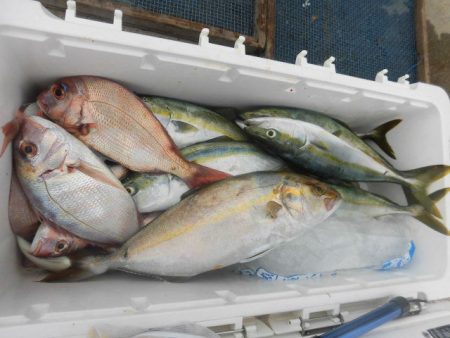 大進丸(愛知) 釣果