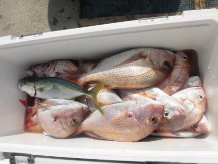 大進丸（愛知） 釣果