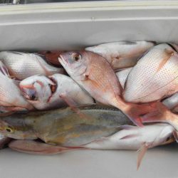 大進丸（愛知） 釣果