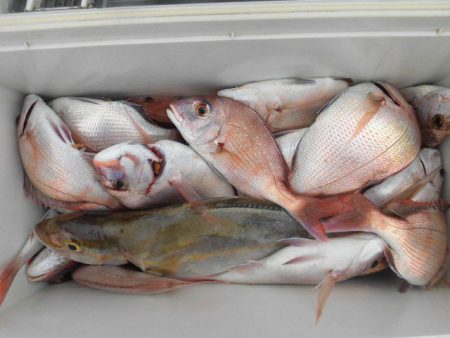 大進丸（愛知） 釣果