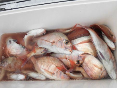 大進丸（愛知） 釣果