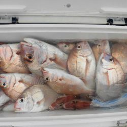 大進丸（愛知） 釣果