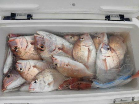 大進丸（愛知） 釣果