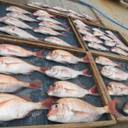 大進丸（愛知） 釣果