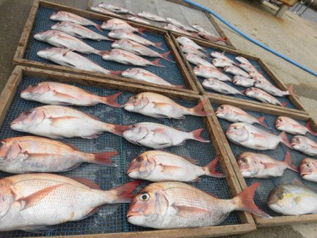 大進丸（愛知） 釣果