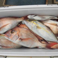 大進丸（愛知） 釣果