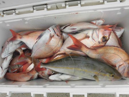 大進丸（愛知） 釣果