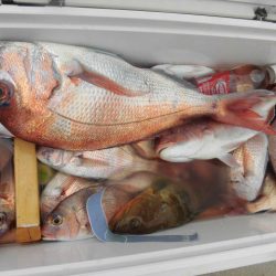 大進丸（愛知） 釣果