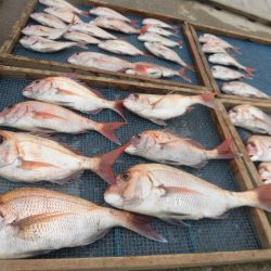 大進丸（愛知） 釣果