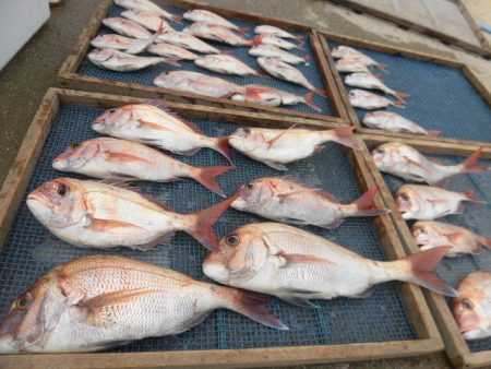 大進丸（愛知） 釣果