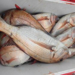 大進丸（愛知） 釣果