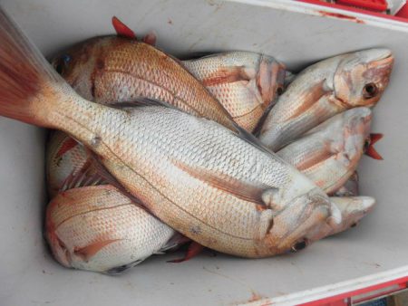 大進丸（愛知） 釣果