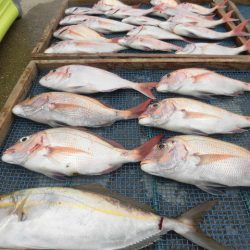 大進丸（愛知） 釣果