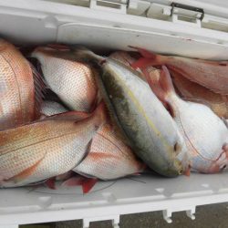 大進丸（愛知） 釣果