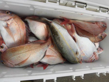 大進丸（愛知） 釣果