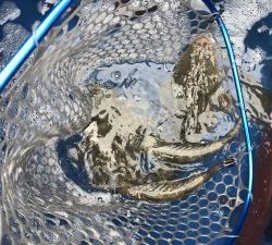 THESEAMAN(ザシーマン) 釣果