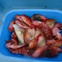 十八宝洋丸 釣果