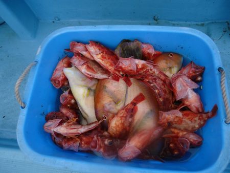 十八宝洋丸 釣果