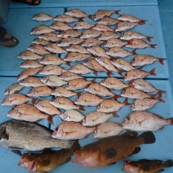 十八宝洋丸 釣果