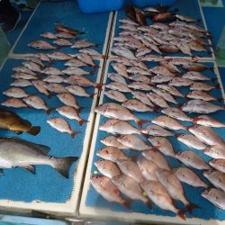 十八宝洋丸 釣果