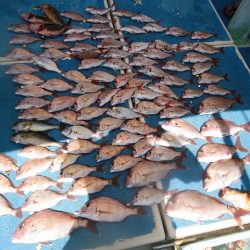 十八宝洋丸 釣果