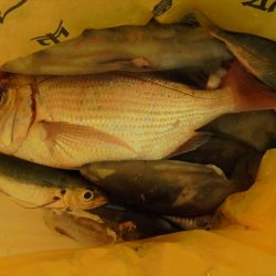 HARUKA丸 はるかまる 釣果