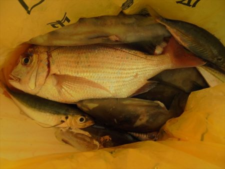 HARUKA丸 はるかまる 釣果